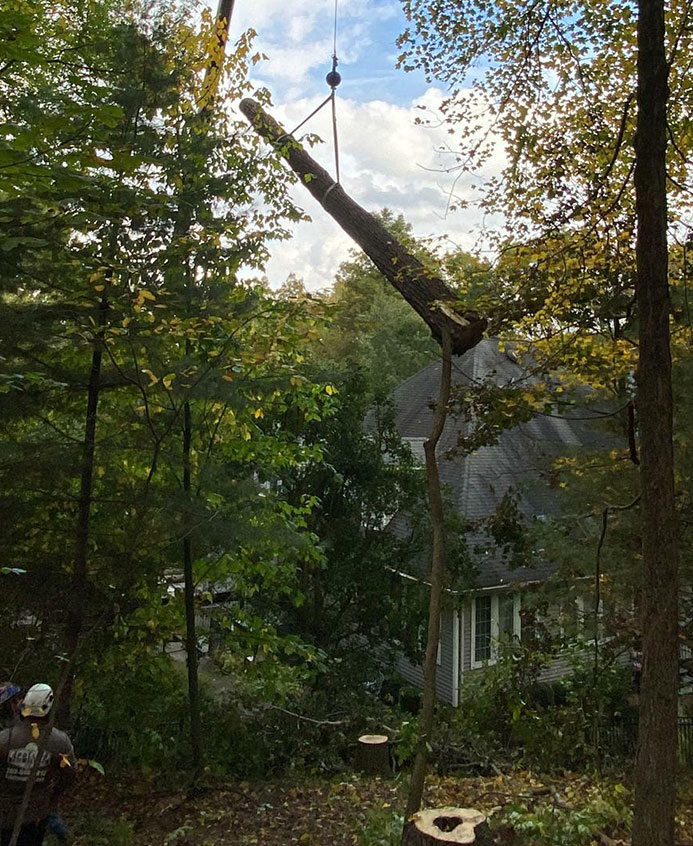 Professional team performing tree removal safely in a residential yard.
