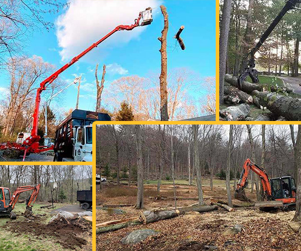 tree-services-use-crew-tree-remove