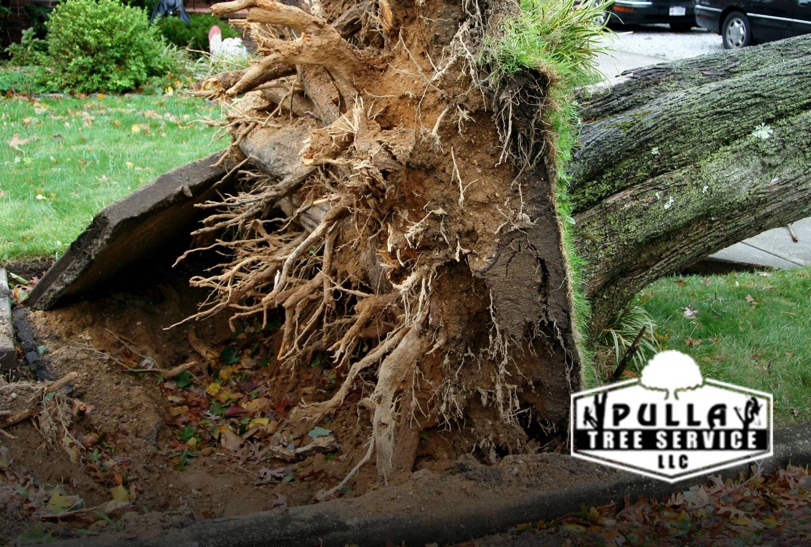 Backyard with fallen branches needing Tree Removal After Storm in Westport, CT after severe weather.