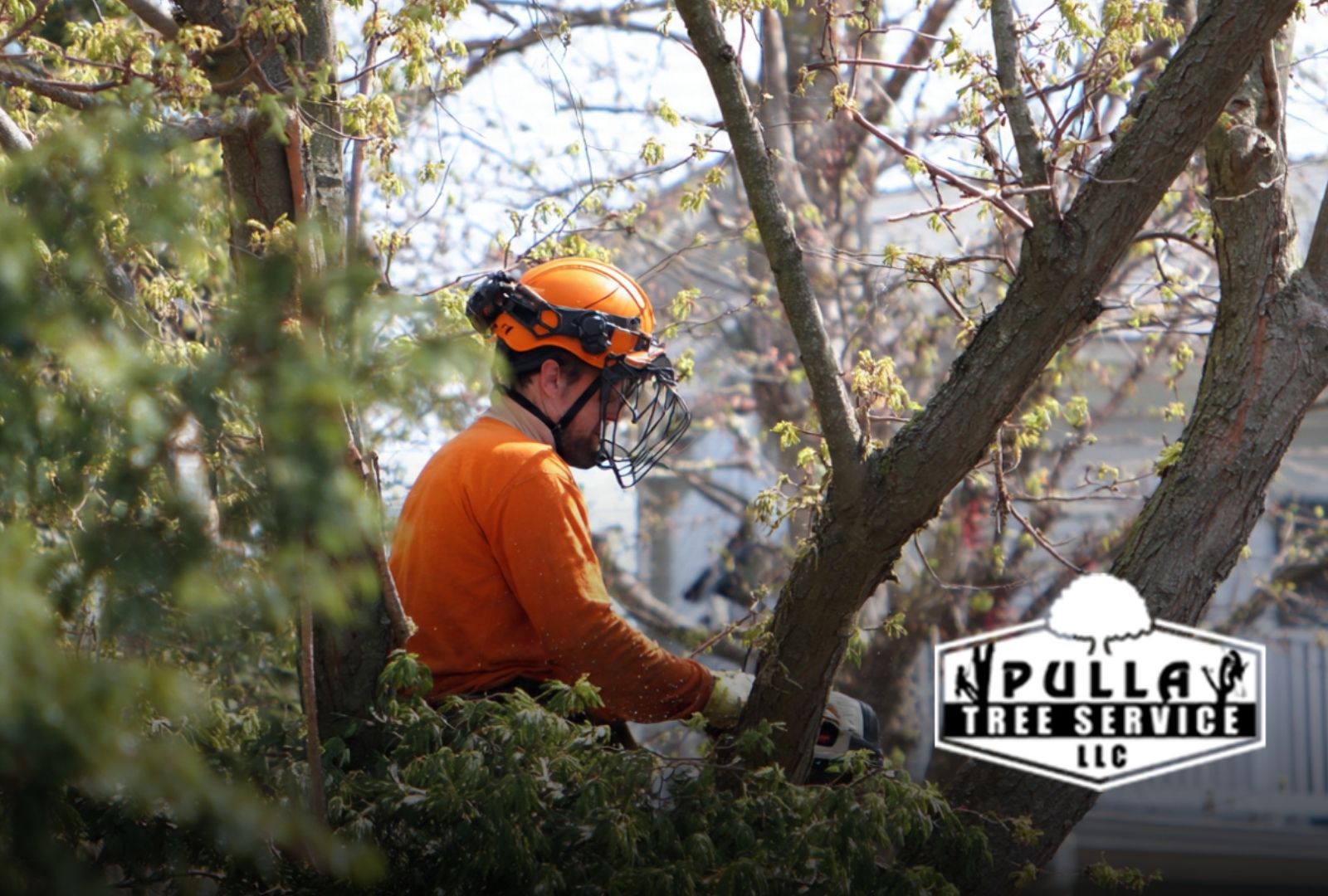 ow to Perform a Tree Removal with a safe site check in a Norwalk CT yard