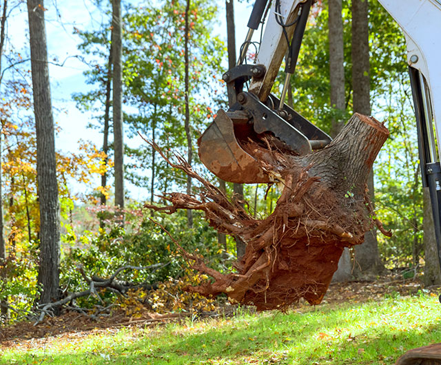 Emergency stump removal service clearing a dangerous stump fast