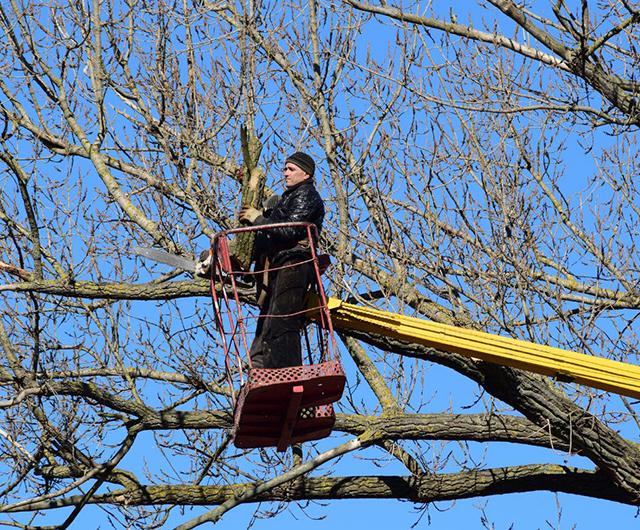 Fallen tree cleanup in Fairfield, CT near a home driveway