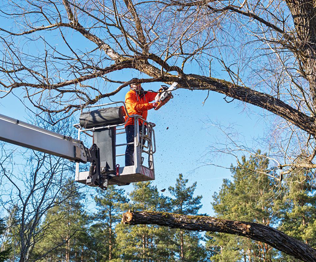 1. Post storm cleanup service clearing branches from a residential yard