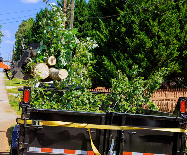 Storm-damaged area showing cracks, hanging limbs, and leaning after severe weather