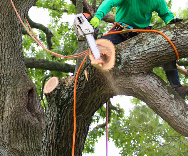 Storm related stump grinding service removing a damaged stump after a storm