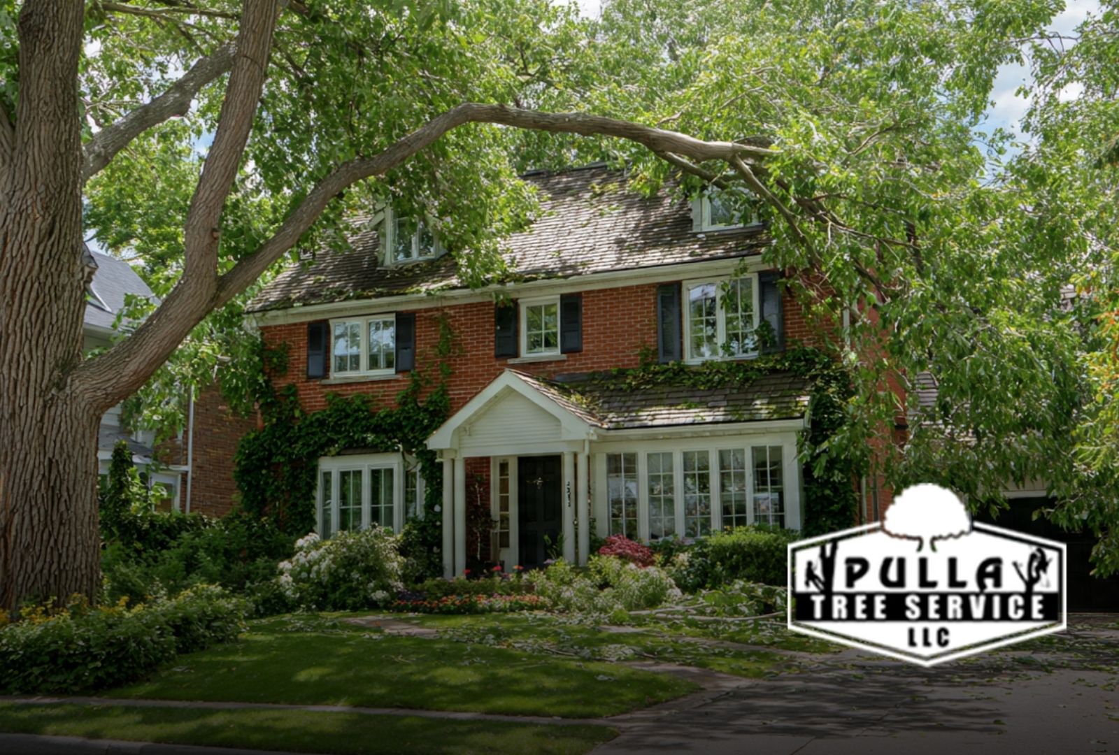 tree risk assessment near a home to improve property safety