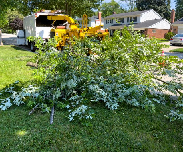 Brush and debris removal in Shelton, CT on a crowded property