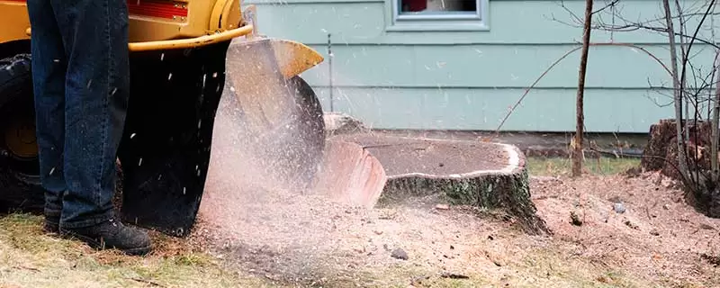 Learn the Benefits of Hiring Stump Grinding Experts