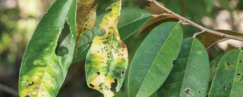Signs of a sick tree