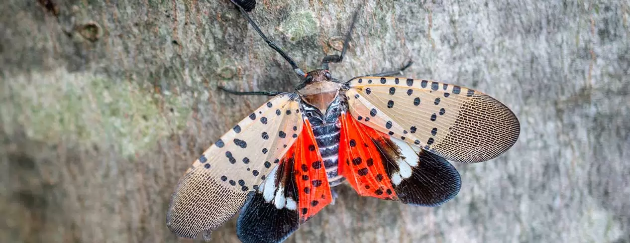 How do spotted lanternflies damage trees