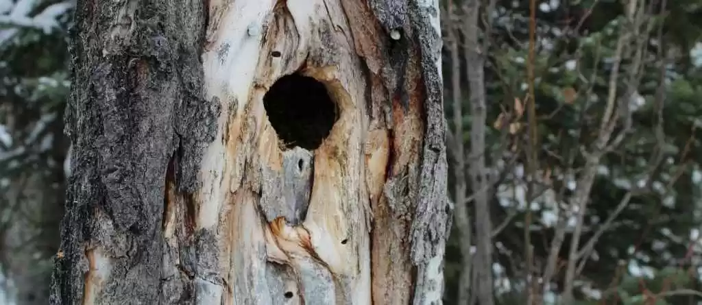 repair hole in tree trunk