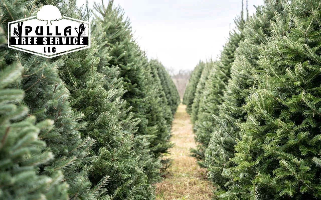 Which Christmas tree is the best for allergies